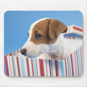 Mousepad Cão em uma caixa de presente