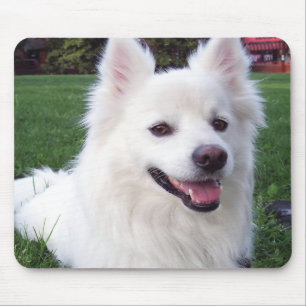 Mousepad Cão Eskimo americano