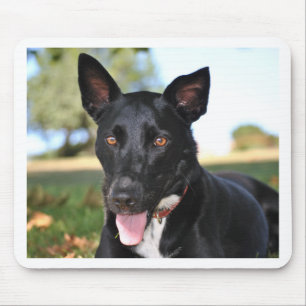 Mousepad Cão lindo com olhos castanhos