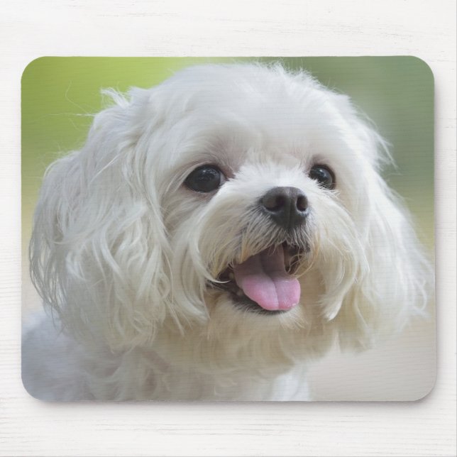 Mousepad Cão maltês branco (Frente)