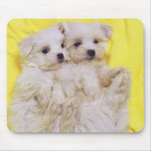 Mousepad Cão maltês; é uma raça pequena do cão branco