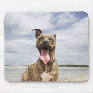 Mousepad cão na praia