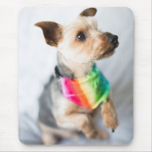 Mousepad Cão Orgulho gay  Yorkshire Terrier