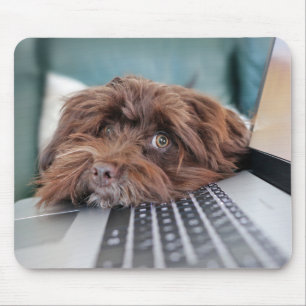 Mousepad Cão, Pet, Contenção
