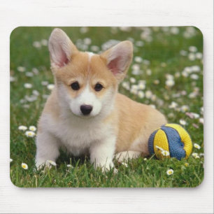 Mousepad Cão-Puppi-Pupppy