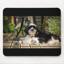 Cão que coloca no decking no sol