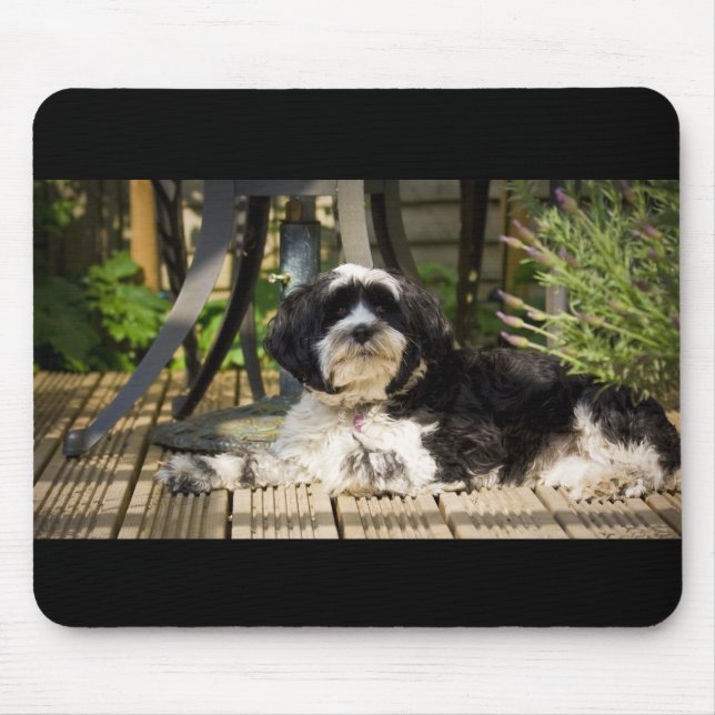 Mousepad Cão que coloca no decking no sol (Frente)