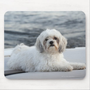 Mousepad Cão que coloca pela água