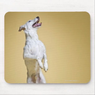Mousepad Cão que está nos pés traseiros