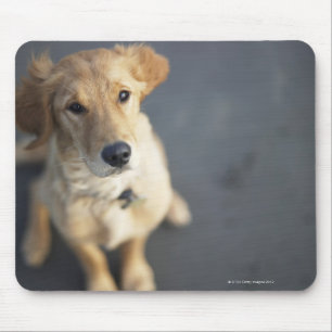 Mousepad Cão que olha acima