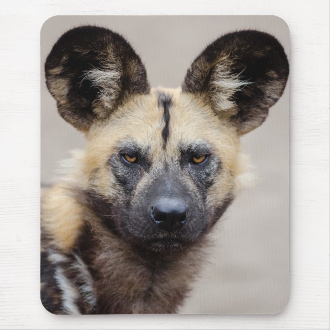 Mousepad Cão selvagem africano (Cão pintado) (Frente)