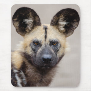 Mousepad Cão selvagem africano em perigo