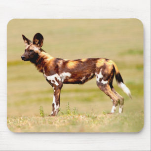 Mousepad Cão Selvagem Africano (Lycaon Pictus) em Pé