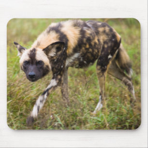 Mousepad Cão selvagem africano (Lycaon Pictus), Jogo Madikw
