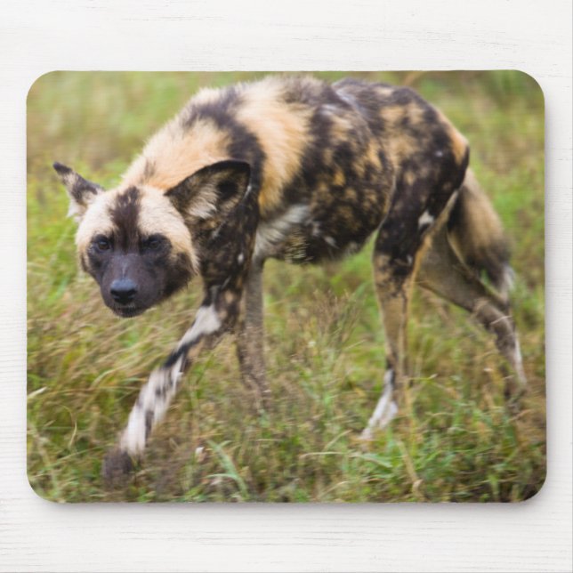Mousepad Cão selvagem africano (Lycaon Pictus), Jogo Madikw (Frente)