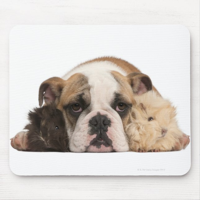 Mousepad Cãozinho-buldogue inglês (4 meses de idade) e dois (Frente)