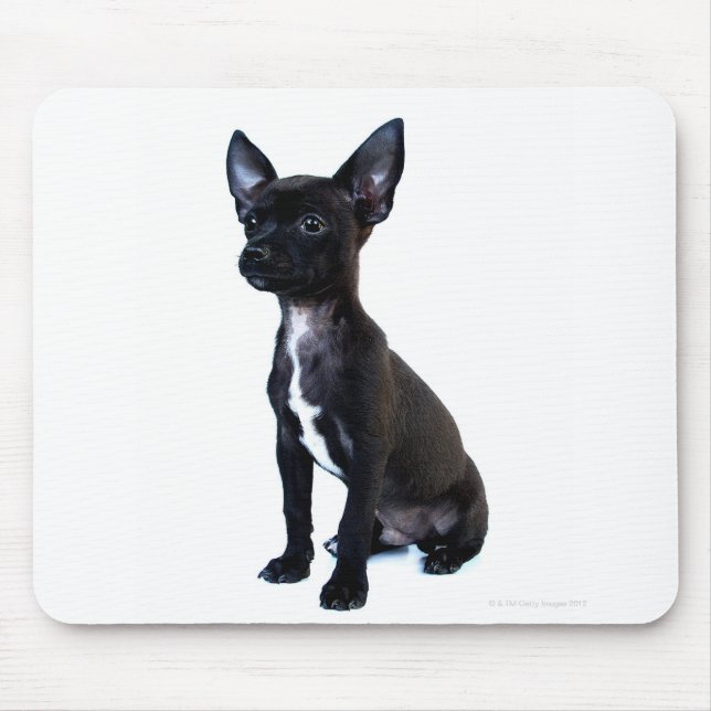 Mousepad Cãozinho Chihuahua negro (Frente)