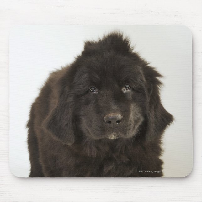 Mousepad Cãozinho de Terra Nova, tiro de estúdio (Frente)