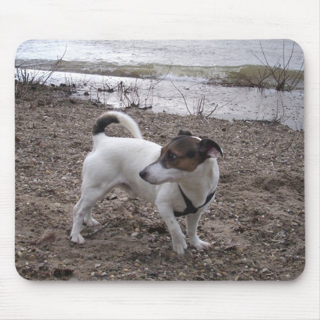 Mousepad Capo von Oppenheim Jack Russell Terrier, Cão (Frente)