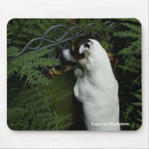 Mousepad Capo von Oppenheim Jack Russell Terrier, Cão