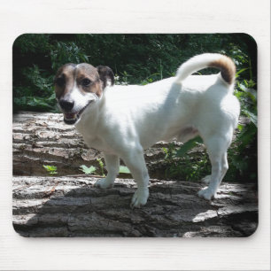 Mousepad Capo von Oppenheim Jack Russell Terrier, Cão