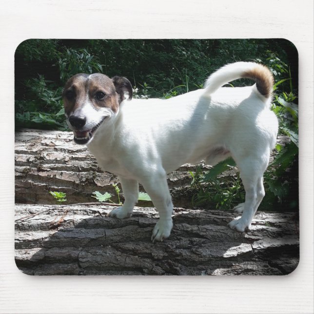Mousepad Capo von Oppenheim Jack Russell Terrier, Cão (Frente)