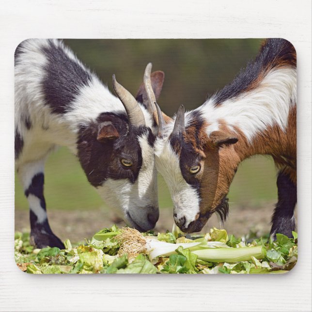 Mousepad Caprinos comendo vegetais (Frente)