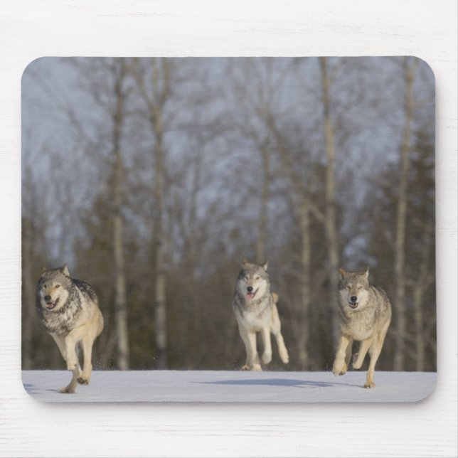 Mousepad Captive, Duluth, Minnesota, USA 2 (Frente)