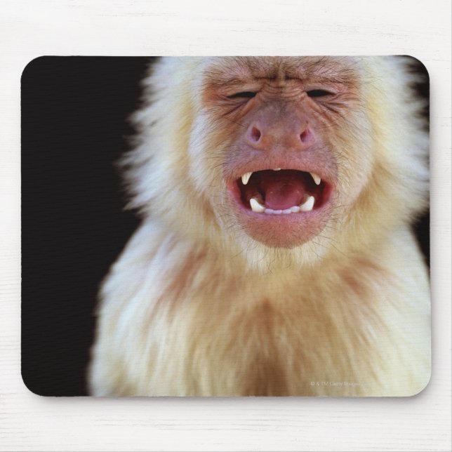 Mousepad Capuchim de garganta branca (Cebus capucinus) (Frente)