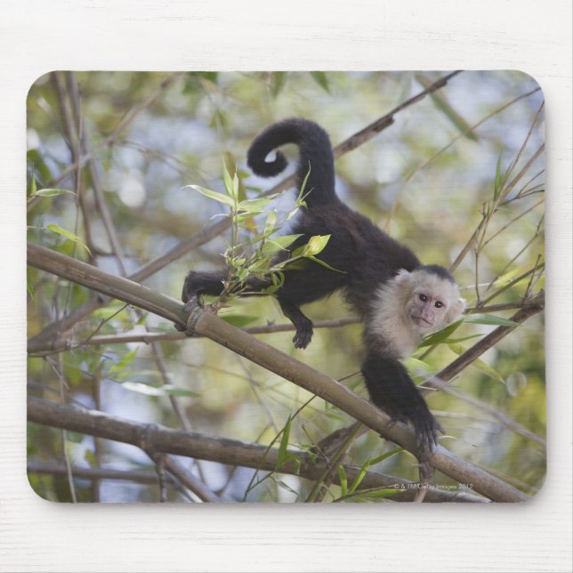 Mousepad Capuchin, Guanacaste, Costa Rica (Frente)