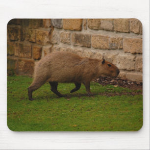 Mousepad capybara