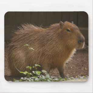 Mousepad Capybara