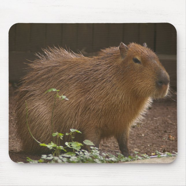 Mousepad Capybara (Frente)