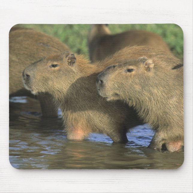 Mousepad Capybara, Hidrochaeris (Hidrochaeris), do mundo (Frente)