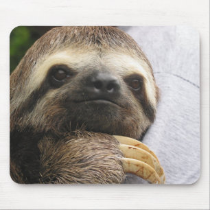 Mousepad Cara bonito da preguiça