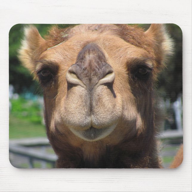 Mousepad Cara do camelo (Frente)