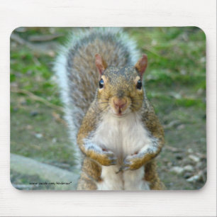 Mousepad Cara doce do esquilo