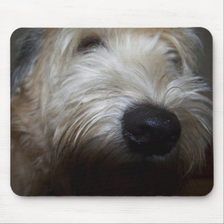Mousepad Cara Wheaten do cão de Terrier