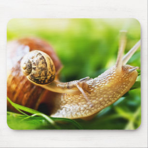 Mousepad Caracóis