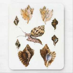 Mousepad Caracóis e Moluscos Antigos, Organismos da Vida Ma
