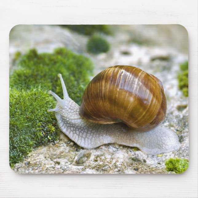 Mousepad Caracol de Burgundy (Frente)