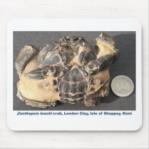 Mousepad Caranguejo fóssil da argila de Londres do eoceno