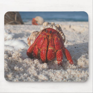 Mousepad Caranguejo-Mouro-Bonito em White Sandy Beach Close