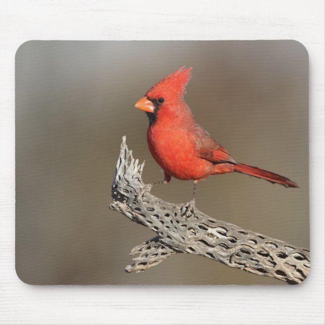 Mousepad Cardeal com costela cola (Frente)