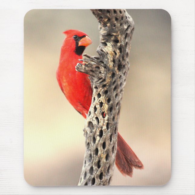 Mousepad Cardeal em uma Cholla (Frente)