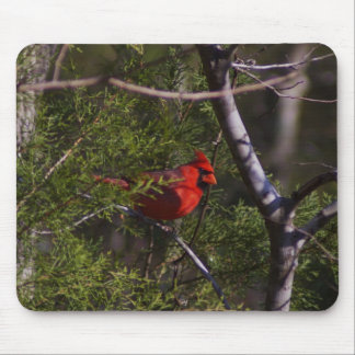 Mousepad Cardeal na árvore