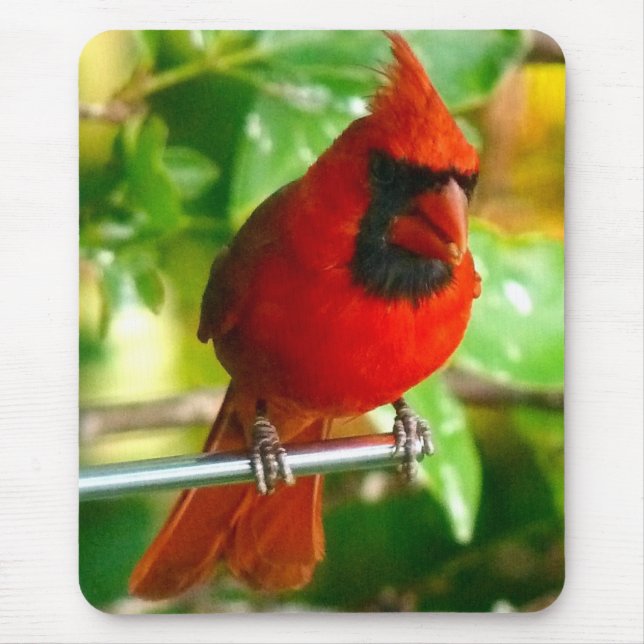 Mousepad Cardeal vermelho selvagem em Havaí (Frente)