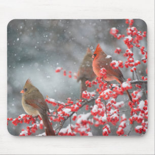 Mousepad Cardinais do norte Marion, Illinois