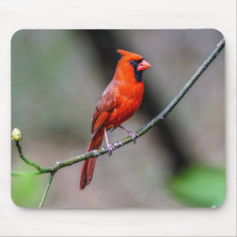 Mousepad cardinal