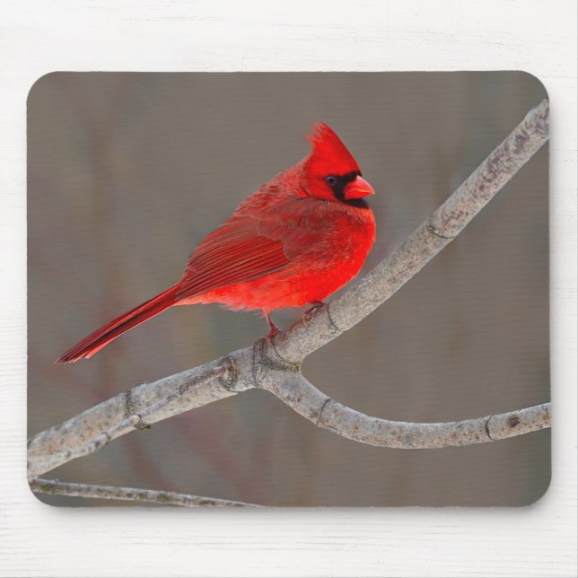 Mousepad Cardinal (Frente)